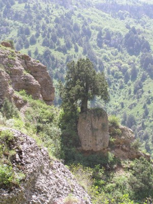 baibarak1