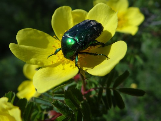 nasikomye 2