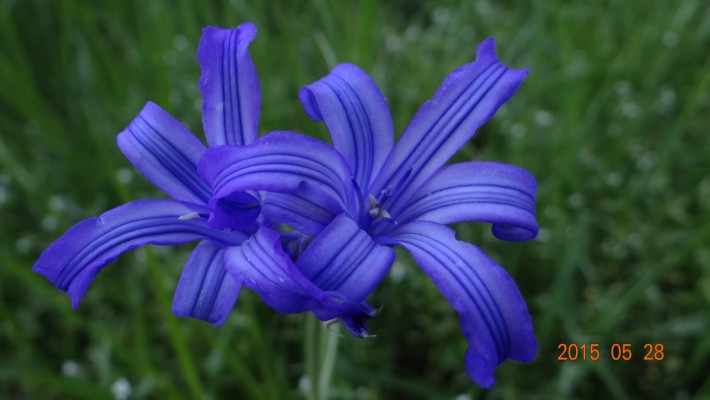 astra alpiska