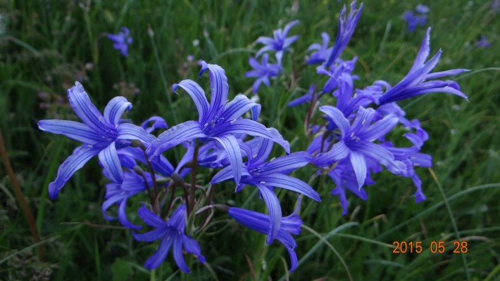 astra alpiska