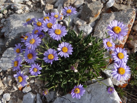 astra alpiska
