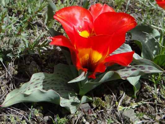 astra alpiska