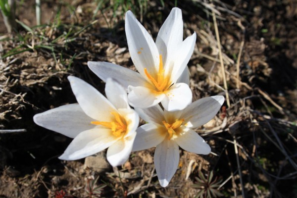 astra alpiska