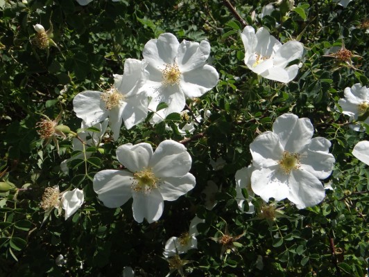 astra alpiska