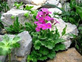 astra alpiska