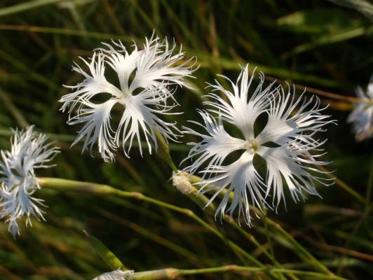 astra alpiska